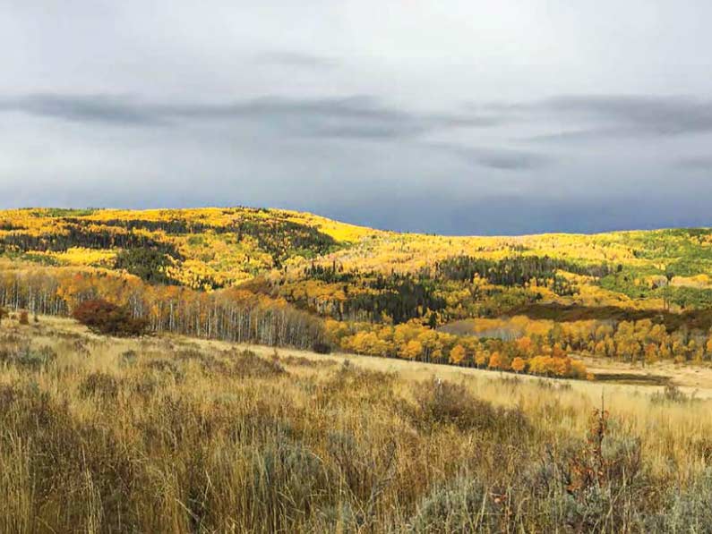 yampa-valley-community-foundation-Fall-colors-01