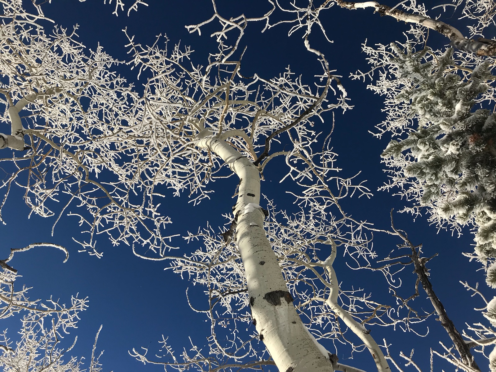 yampa-valley-community-foundation-Fall-colors-01