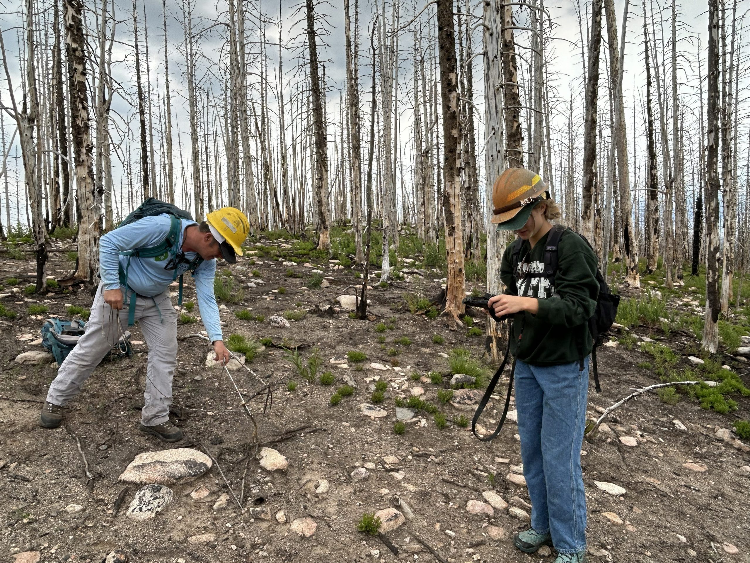 WHILD Muddy Slide Regen Survey 2 WRC